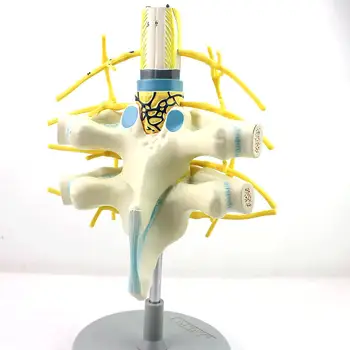 Симпатический нерв человека, Грудной позвонок, Модель позвоночника, Медицинские Обучающие модели