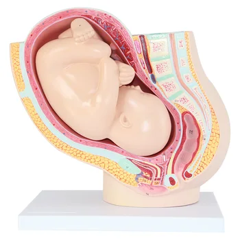 Сагиттальная анатомическая модель женской беременности с эмбриональной моделью эмбриональной анатомии женского таза на 40 неделе развития плода